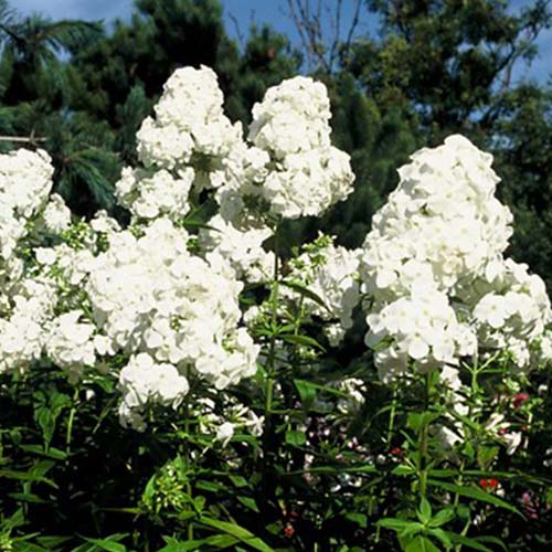 Phlox (paniculata) David - for Sale Phlox (paniculata) David