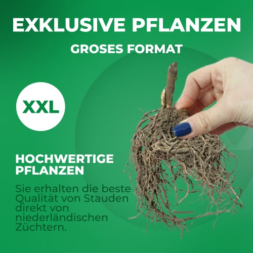 Phlox (paniculata) Kirchenfurst - for Sale Phlox (paniculata) Kirchenfurst