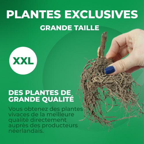 Phlox (paniculata) Dusterlohe selectie - for Sale Phlox (paniculata) Dusterlohe selectie