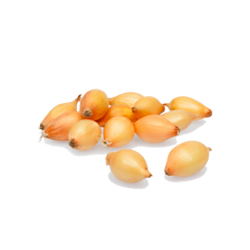 Planting Onions Cupido - for Sale Planting Onions Cupido