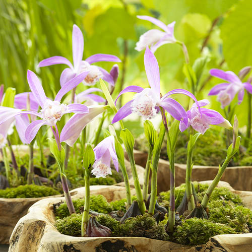 Pleione formosana - for Sale Pleione formosana