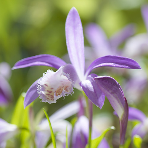 Pleione formosana - for Sale Pleione formosana