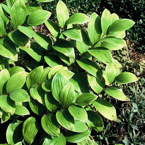 Polygonatum (falcatum) Variegatum - for Sale Polygonatum (falcatum) Variegatum