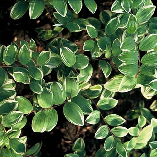 Polygonatum (falcatum) Variegatum - for Sale Polygonatum (falcatum) Variegatum
