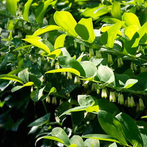 Polygonatum (multiflorum) - for Sale Polygonatum (multiflorum)