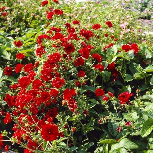 Potentilla Arc en Ciel - for Sale Potentilla Arc en Ciel