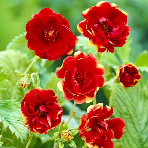Potentilla Arc en Ciel - for Sale Potentilla Arc en Ciel