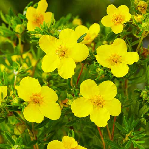 Potentilla (fruticosa) Goldfinger - for Sale Potentilla (fruticosa) Goldfinger