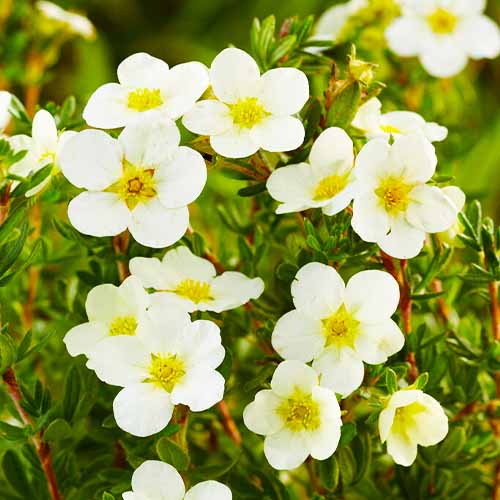 Potentilla (fruticosa) McKays White - for Sale Potentilla (fruticosa) McKays White