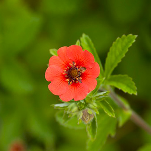 Potentilla Gibson Scarlet - for Sale Potentilla Gibson Scarlet