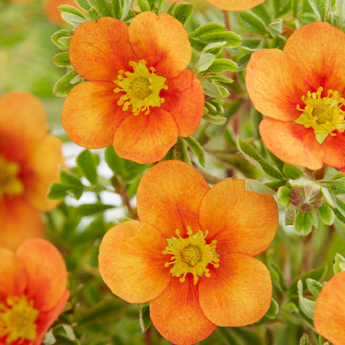 Potentilla (fruticosa) Orange Star - for Sale Potentilla (fruticosa) Orange Star