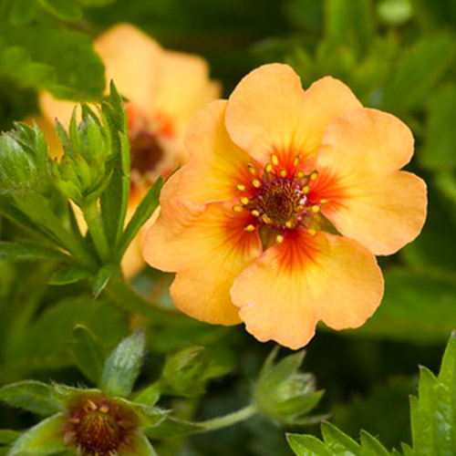 Potentilla Tonguei - for Sale Potentilla Tonguei