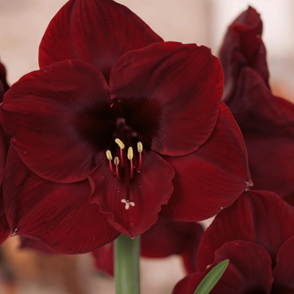 Amaryllis (Hippeastrum) Benfica - for Sale Amaryllis (Hippeastrum) Benfica