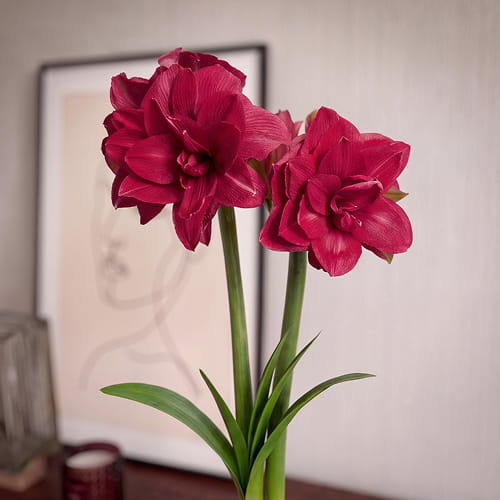 Amaryllis (Hippeastrum) Candy Nymph - for Sale Amaryllis (Hippeastrum) Candy Nymph