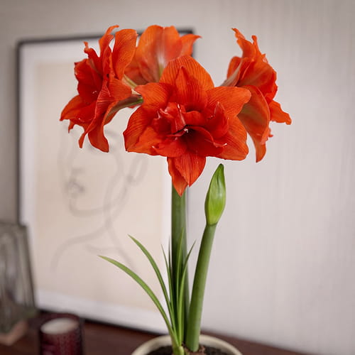 Amaryllis (Hippeastrum) Celica - for Sale Amaryllis (Hippeastrum) Celica