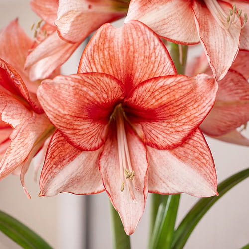 Amaryllis (Hippeastrum) Charisma - for Sale Amaryllis (Hippeastrum) Charisma