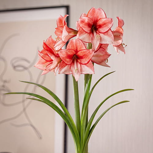 Amaryllis (Hippeastrum) Charisma - for Sale Amaryllis (Hippeastrum) Charisma