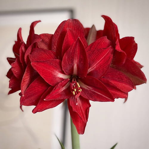 Amaryllis (Hippeastrum) Double Delicious - for Sale Amaryllis (Hippeastrum) Double Delicious
