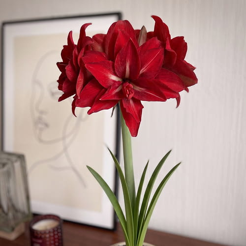 Amaryllis (Hippeastrum) Double Delicious - for Sale Amaryllis (Hippeastrum) Double Delicious
