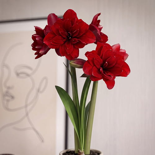 Amaryllis (Hippeastrum) Double King - for Sale Amaryllis (Hippeastrum) Double King