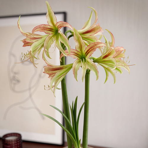 Amaryllis (Hippeastrum) Emerald - for Sale Amaryllis (Hippeastrum) Emerald