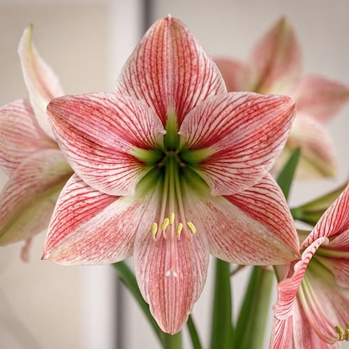 Amaryllis (Hippeastrum) Exotic Star - for Sale Amaryllis (Hippeastrum) Exotic Star