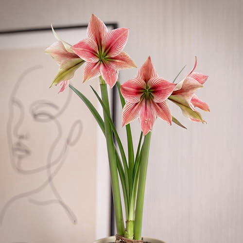Amaryllis (Hippeastrum) Exotic Star - for Sale Amaryllis (Hippeastrum) Exotic Star