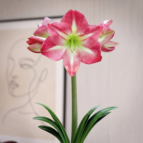Amaryllis (Hippeastrum) Exposure - for Sale Amaryllis (Hippeastrum) Exposure