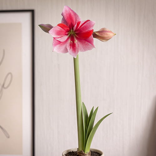 Amaryllis (Hippeastrum) Gervase - for Sale Amaryllis (Hippeastrum) Gervase