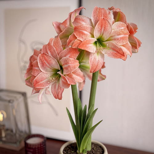 Amaryllis (Hippeastrum) Giant Amadeus - for Sale Amaryllis (Hippeastrum) Giant Amadeus