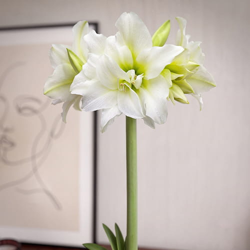 Amaryllis (Hippeastrum) Ice Queen - for Sale Amaryllis (Hippeastrum) Ice Queen