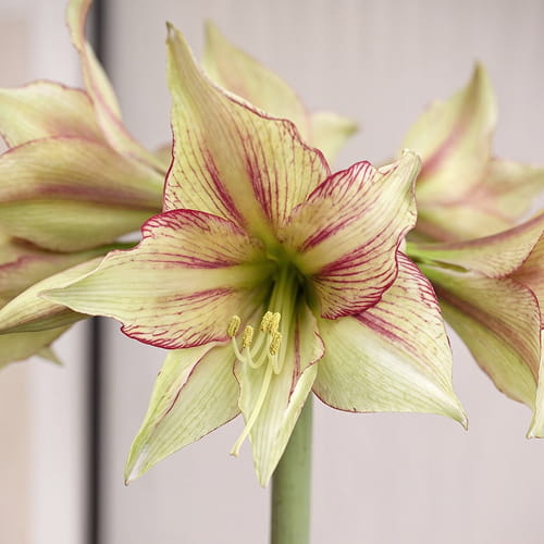Amaryllis (Hippeastrum) Magic Green - for Sale Amaryllis (Hippeastrum) Magic Green