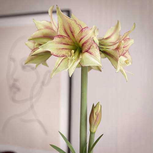 Amaryllis (Hippeastrum) Magic Green - for Sale Amaryllis (Hippeastrum) Magic Green