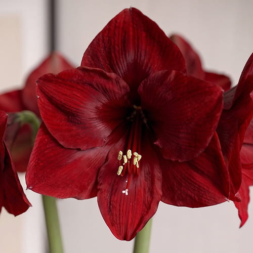 Amaryllis (Hippeastrum) Mandela - for Sale Amaryllis (Hippeastrum) Mandela