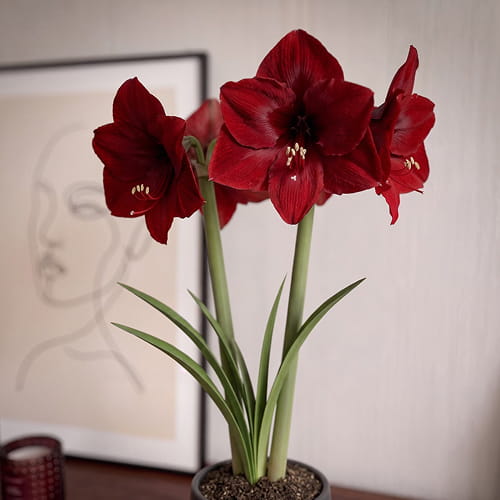 Amaryllis (Hippeastrum) Mandela - for Sale Amaryllis (Hippeastrum) Mandela
