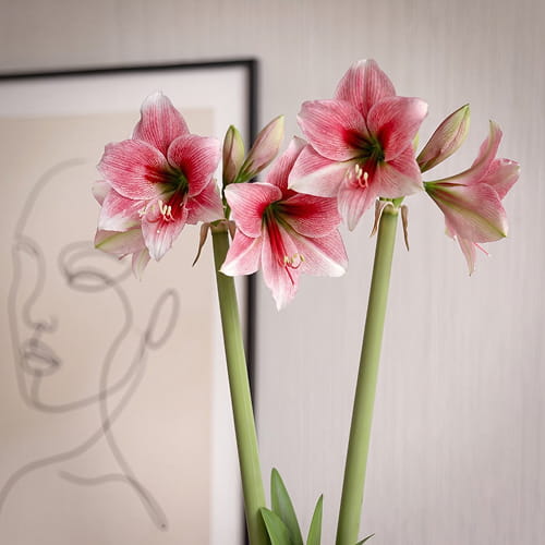 Amaryllis (Hippeastrum) Misty - for Sale Amaryllis (Hippeastrum) Misty