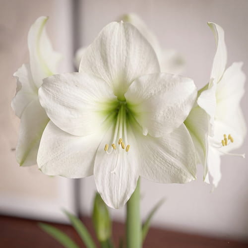 Amaryllis (Hippeastrum) Moscow - for Sale Amaryllis (Hippeastrum) Moscow