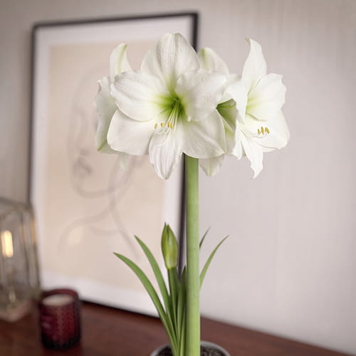 Amaryllis (Hippeastrum) Moscow - for Sale Amaryllis (Hippeastrum) Moscow