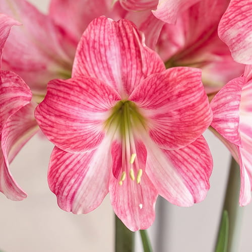 Amaryllis (Hippeastrum) Neon - for Sale Amaryllis (Hippeastrum) Neon