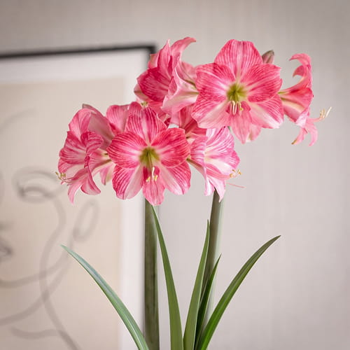 Amaryllis (Hippeastrum) Neon - for Sale Amaryllis (Hippeastrum) Neon