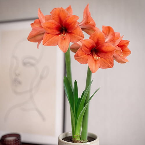 Amaryllis (Hippeastrum) Orange Souvereign - for Sale Amaryllis (Hippeastrum) Orange Souvereign