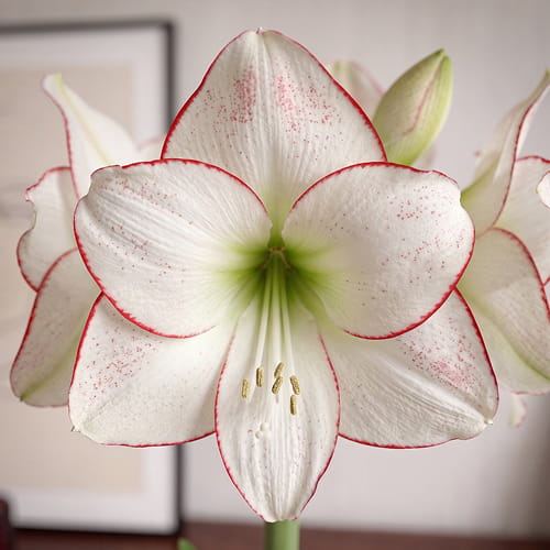 Amaryllis (Hippeastrum) Picasso - for Sale Amaryllis (Hippeastrum) Picasso