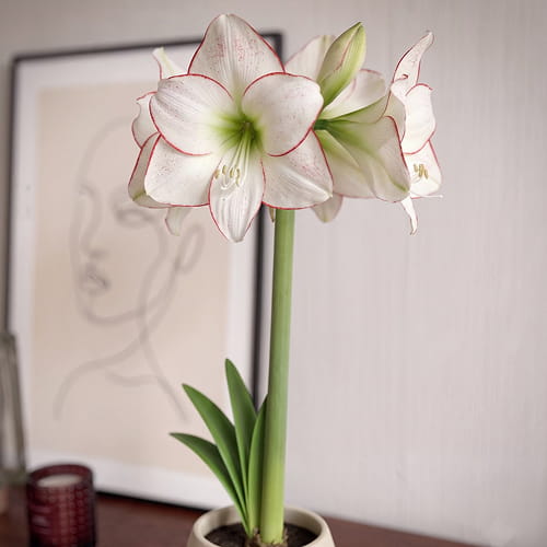 Amaryllis (Hippeastrum) Picasso - for Sale Amaryllis (Hippeastrum) Picasso