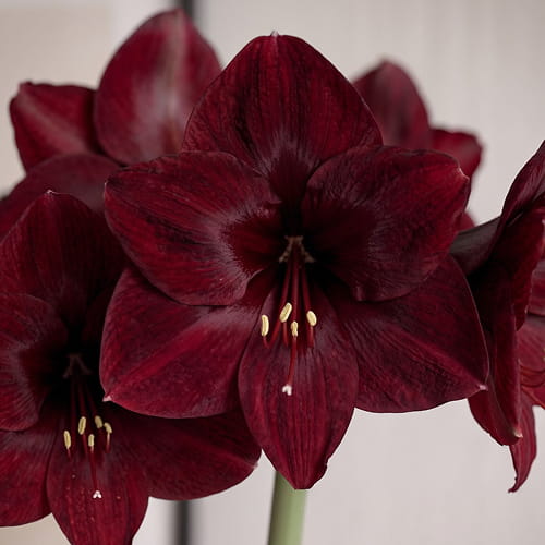 Amaryllis (Hippeastrum) Premiere - for Sale Amaryllis (Hippeastrum) Premiere