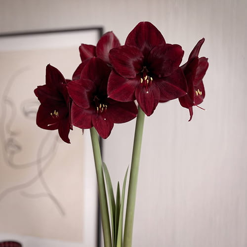Amaryllis (Hippeastrum) Premiere - for Sale Amaryllis (Hippeastrum) Premiere