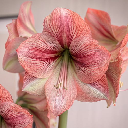 Amaryllis (Hippeastrum) Provence - for Sale Amaryllis (Hippeastrum) Provence