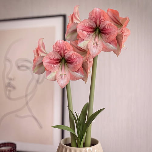 Amaryllis (Hippeastrum) Provence - for Sale Amaryllis (Hippeastrum) Provence