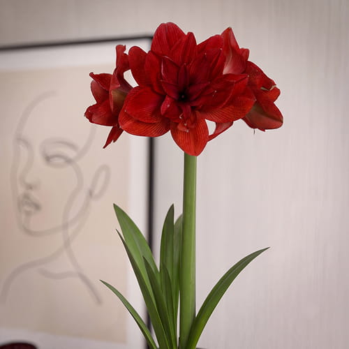 Amaryllis (Hippeastrum) Red Glory - for Sale Amaryllis (Hippeastrum) Red Glory