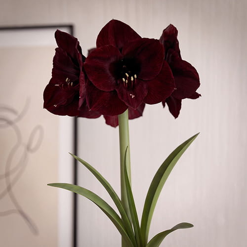 Amaryllis (Hippeastrum) Red Pearl - for Sale Amaryllis (Hippeastrum) Red Pearl