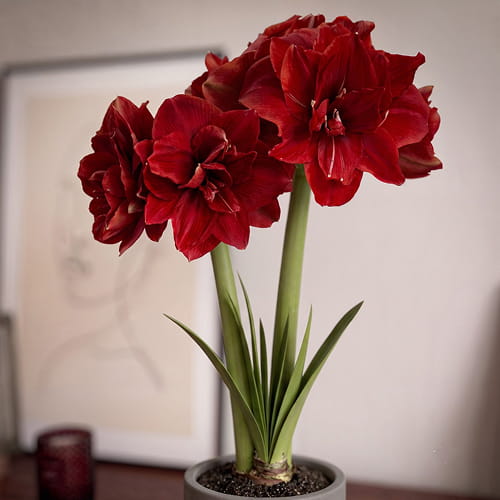 Amaryllis (Hippeastrum) Red Torro - for Sale Amaryllis (Hippeastrum) Red Torro
